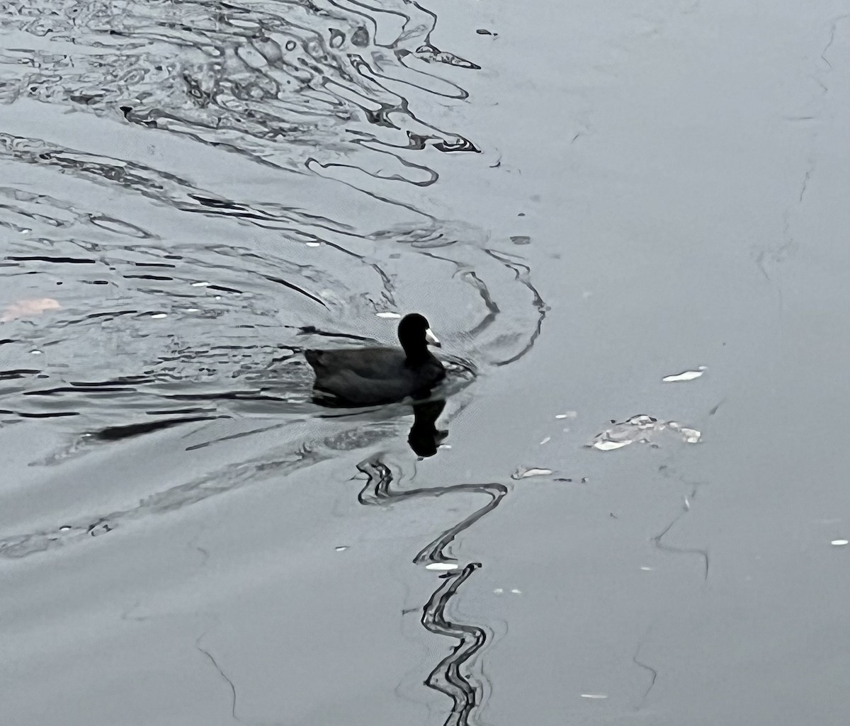 American Coot - Deborah Grove