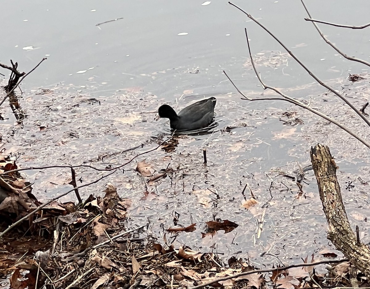 American Coot - ML613984280