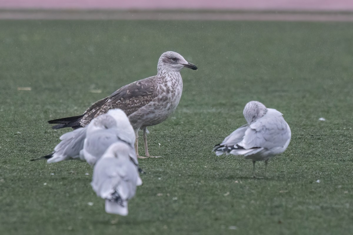 Lesser Black-backed Gull - ML613984297