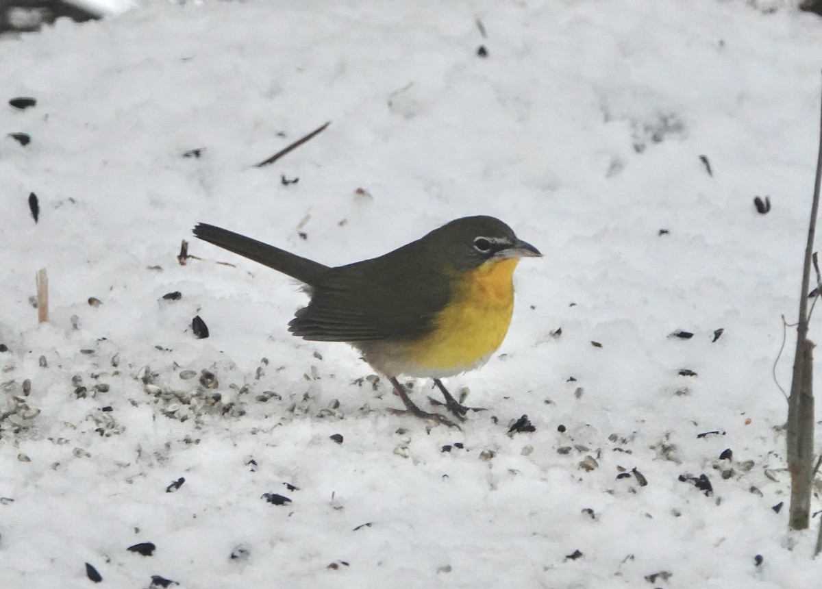 Yellow-breasted Chat - ML613984313