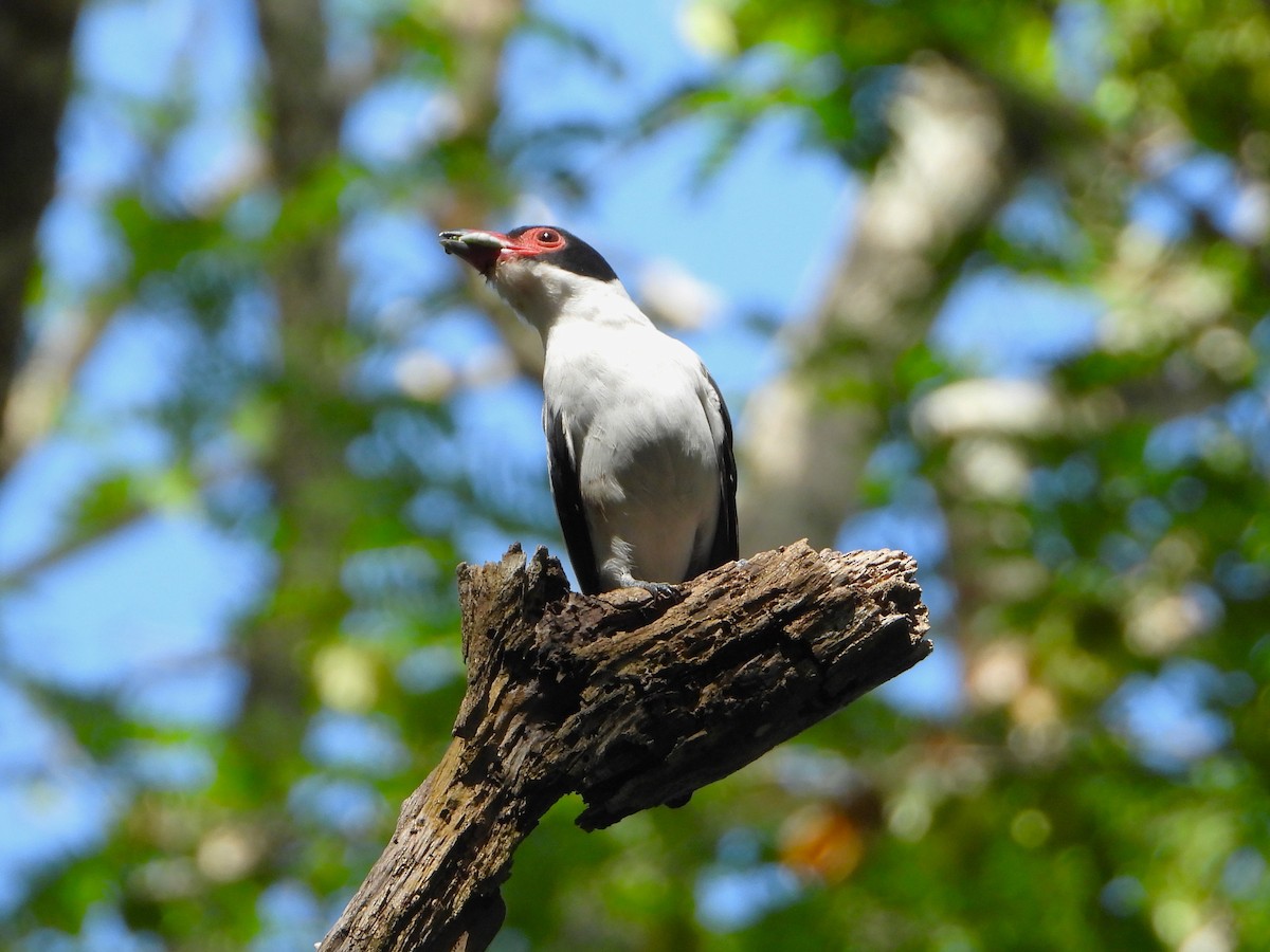 Black-tailed Tityra - ML613984339