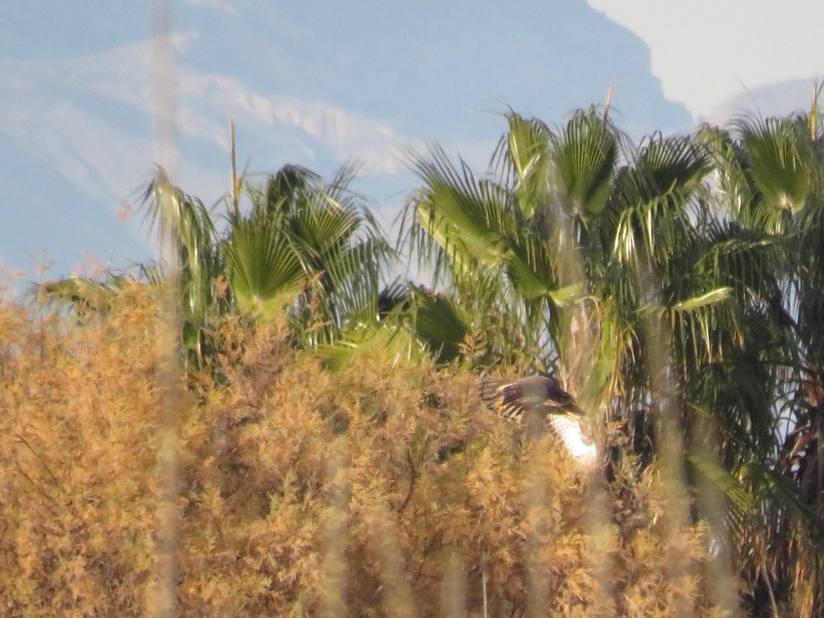 Common Buzzard - ML613984355