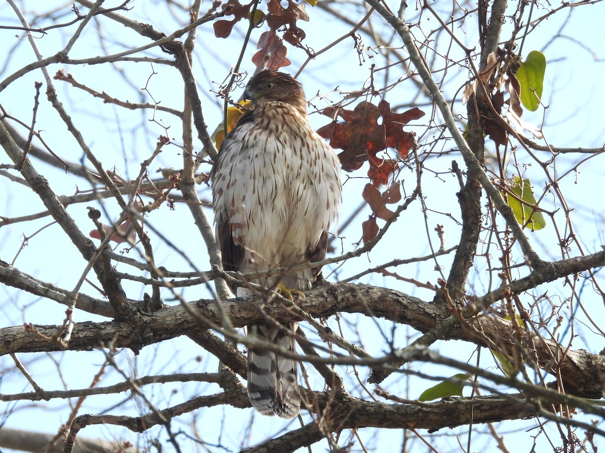 Cooper's Hawk - ML613984383