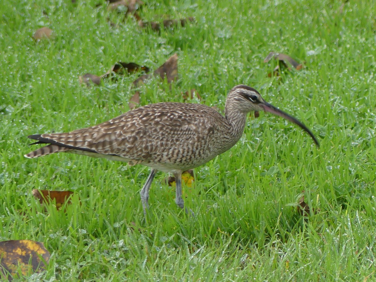 Whimbrel - ML613984422