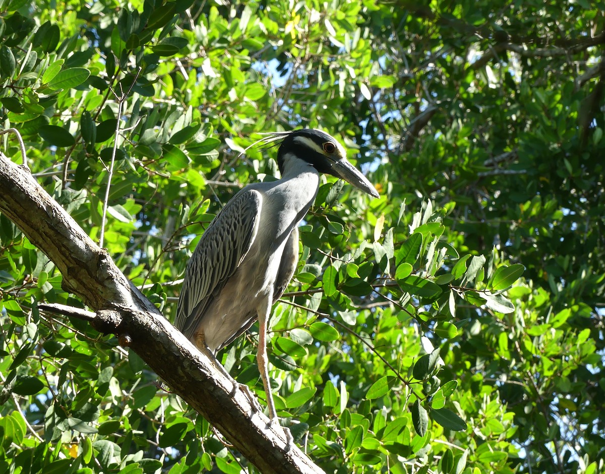 Yellow-crowned Night Heron - ML613984426