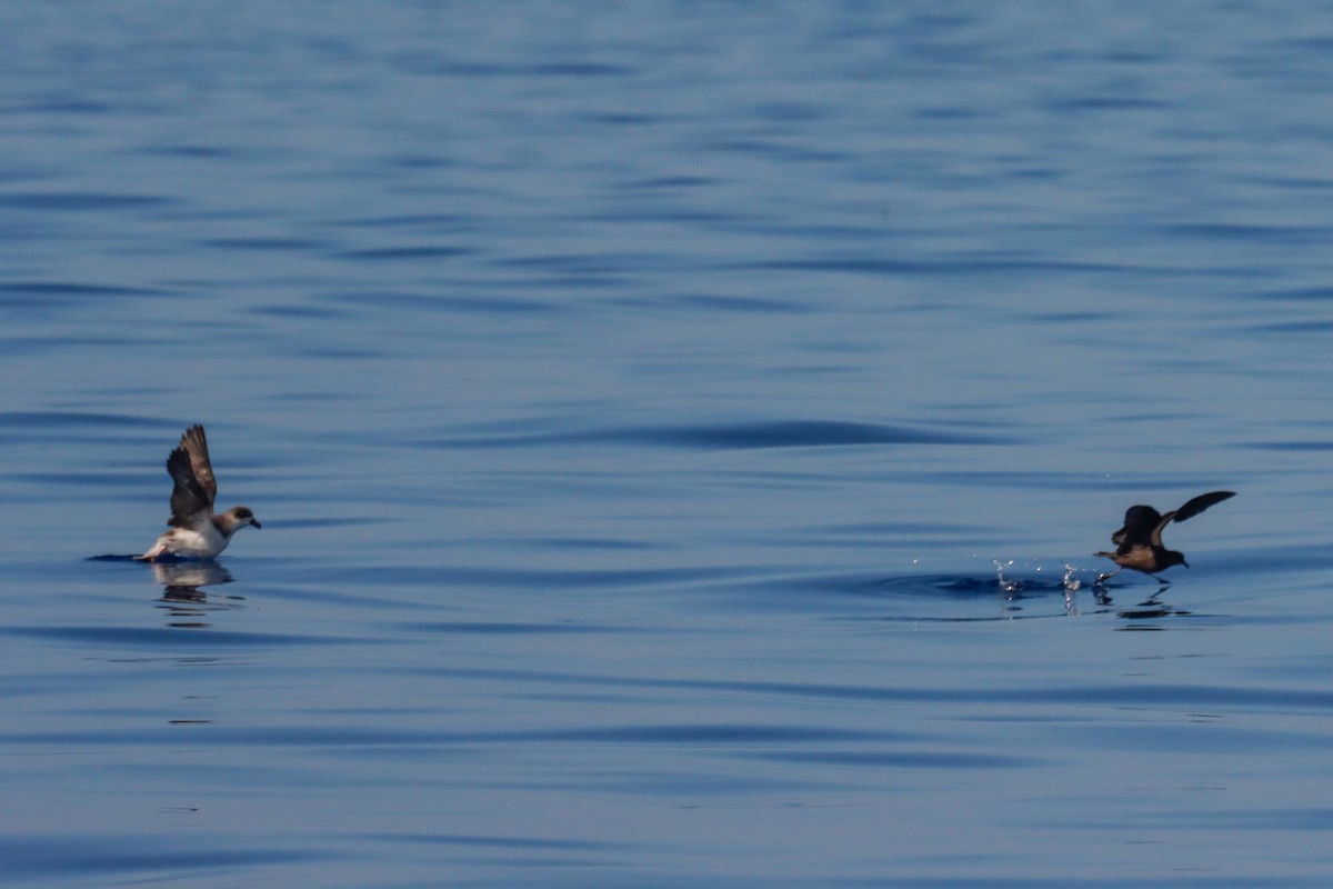 Fea's Petrel (Desertas) - David Garrigues