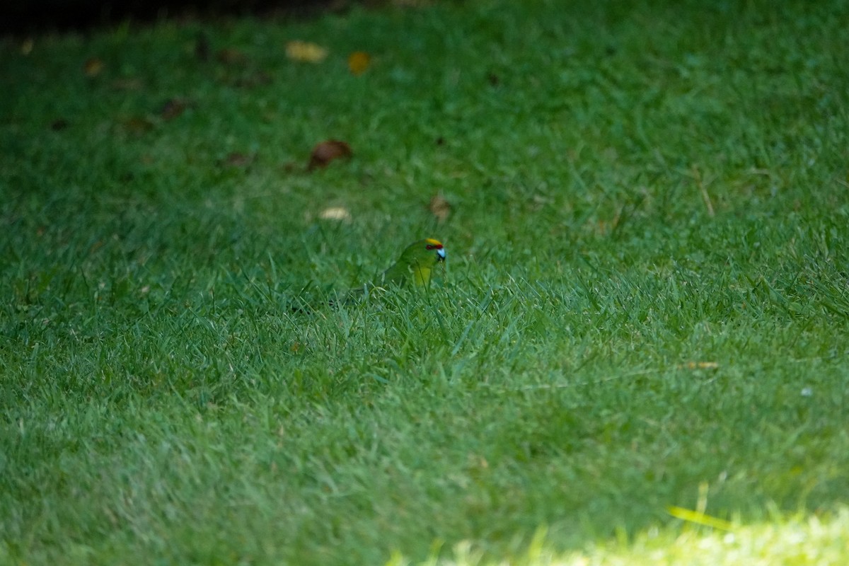 Yellow-crowned Parakeet - ML613984463