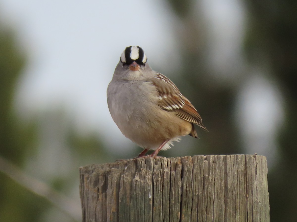 White-crowned Sparrow - douglas diekman