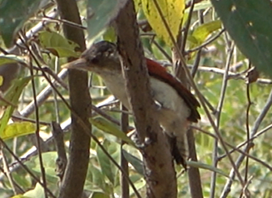Scarlet-backed Woodpecker - ML613984500