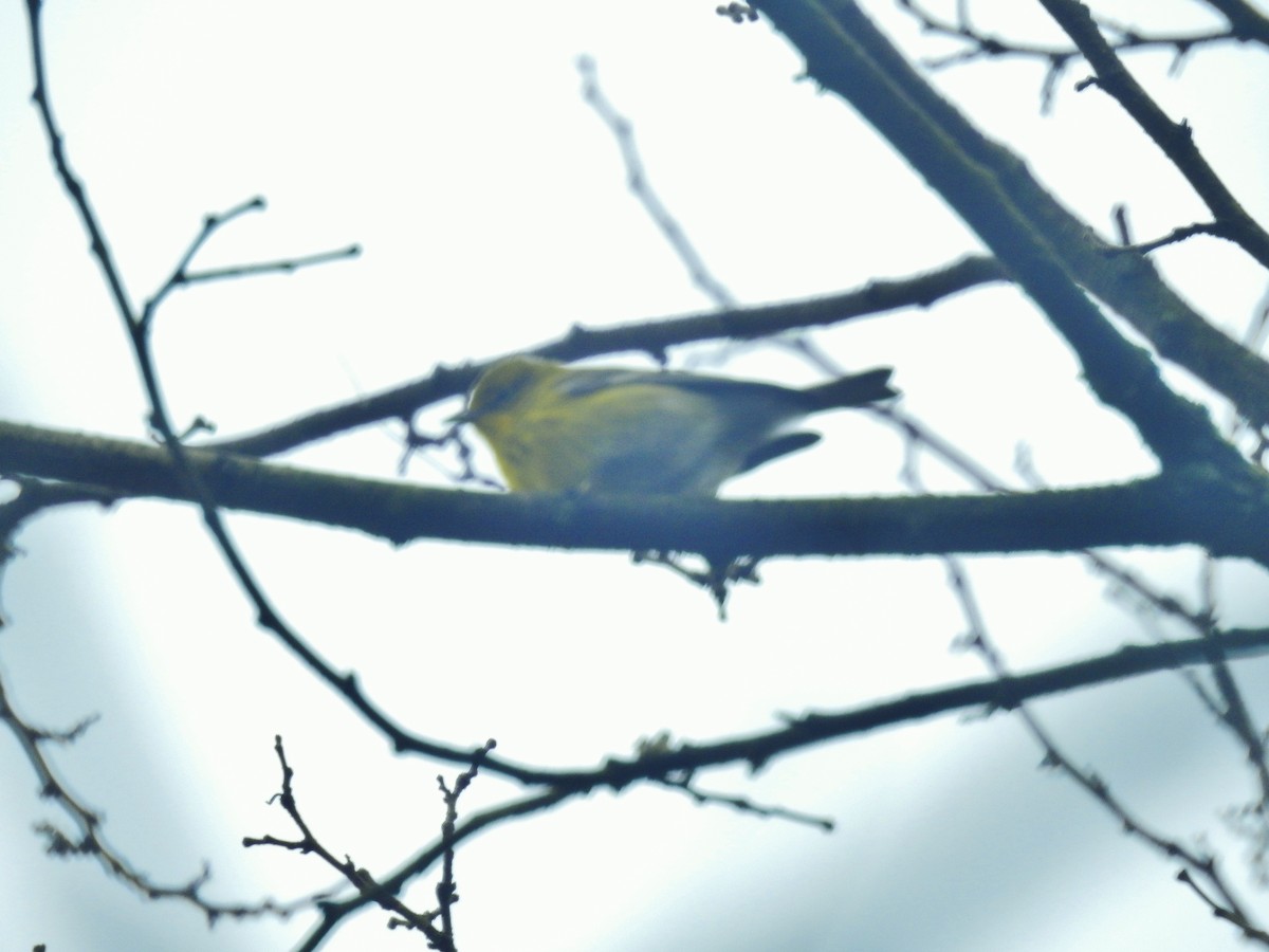 Pine Warbler - ML613984513