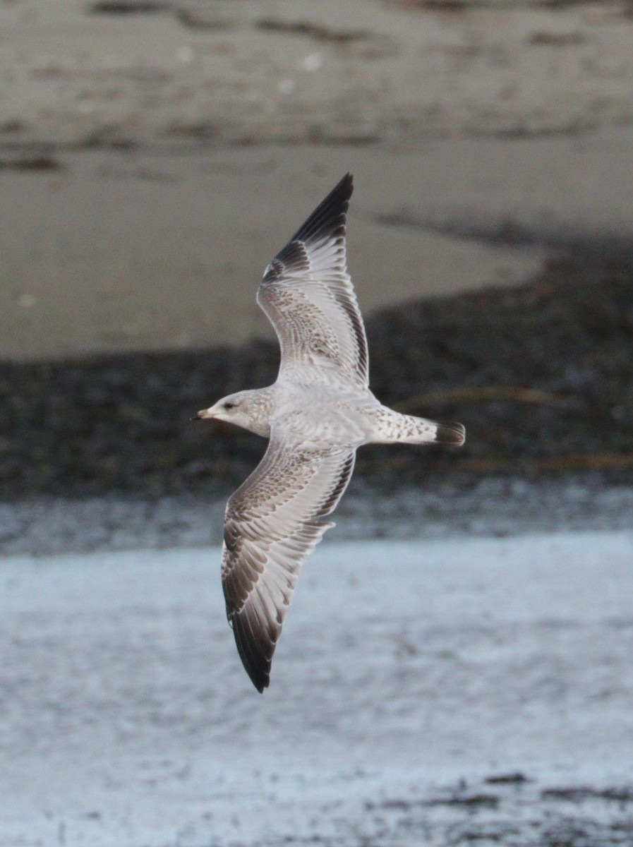 Ring-billed Gull - ML613984522