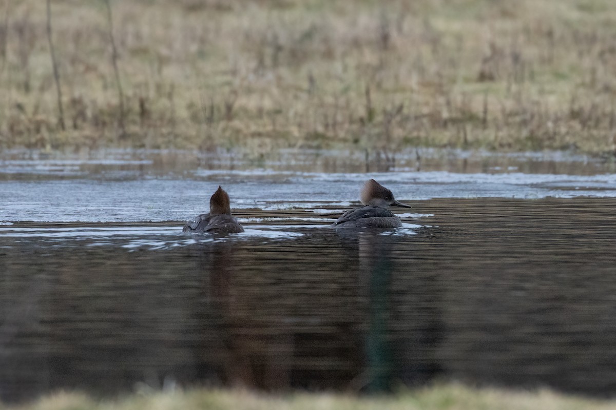 Hooded Merganser - ML613984639