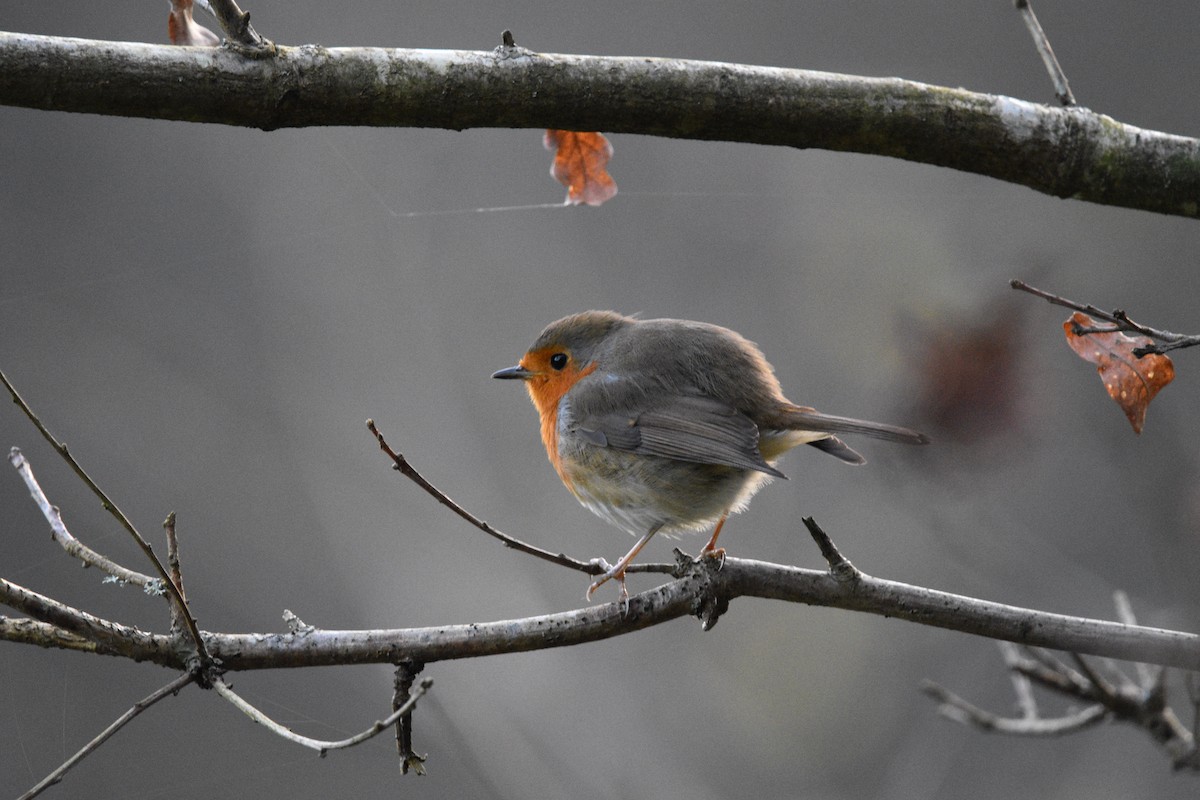 European Robin - ML613984711