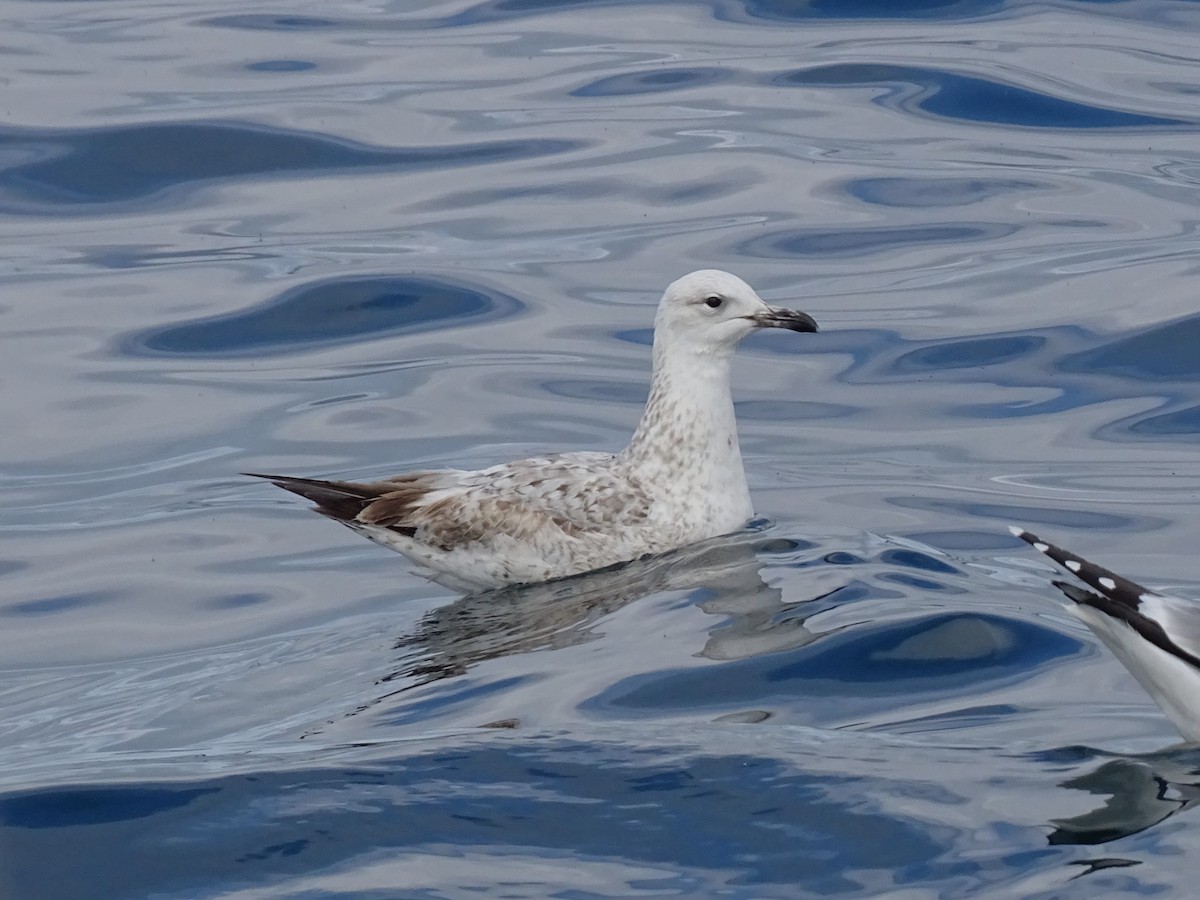 Caspian Gull - ML613984756