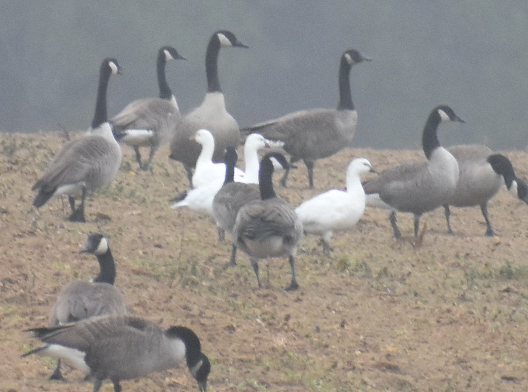 Ross's Goose - ML613984766