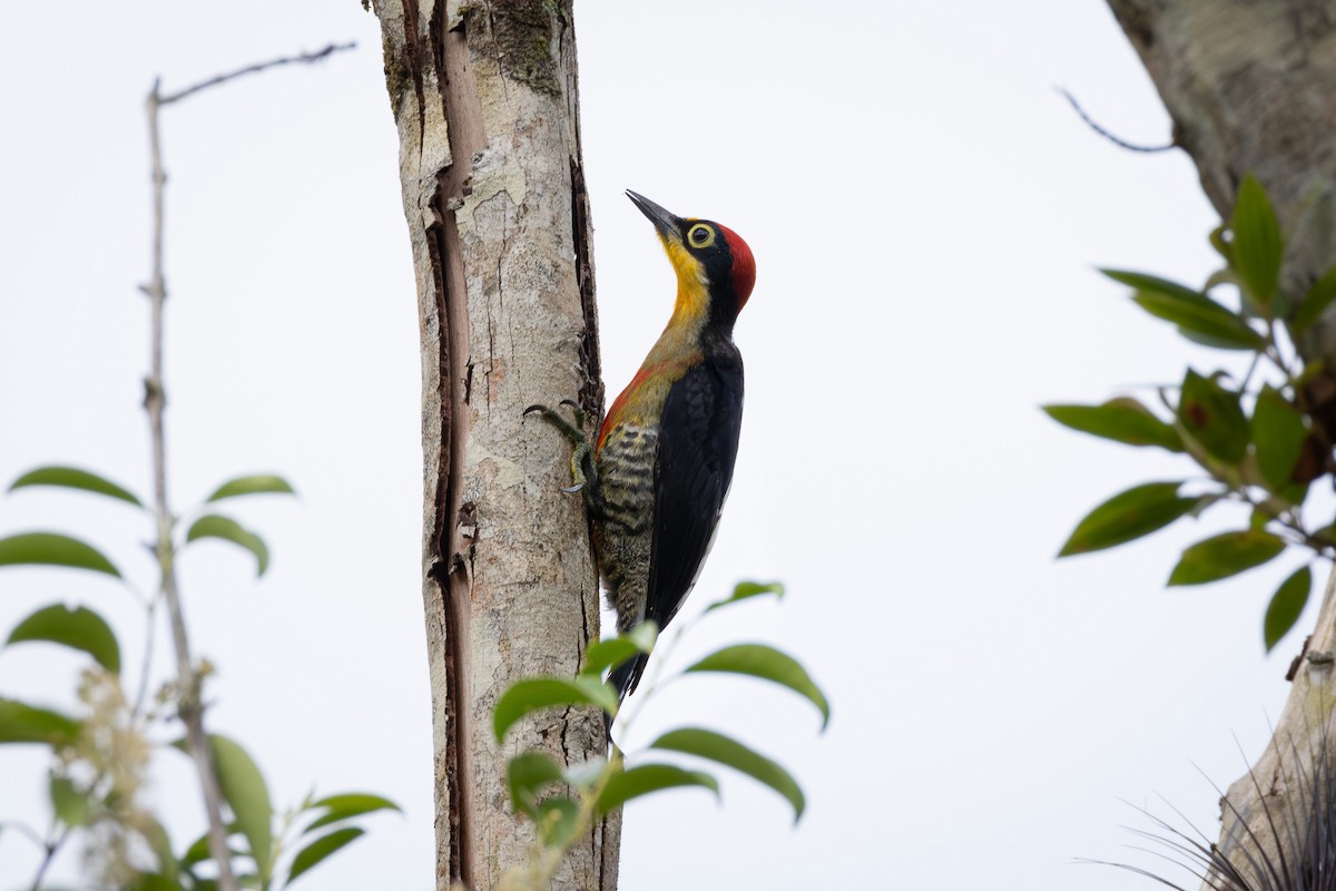 Yellow-fronted Woodpecker - Ligia De Lima Carvalho