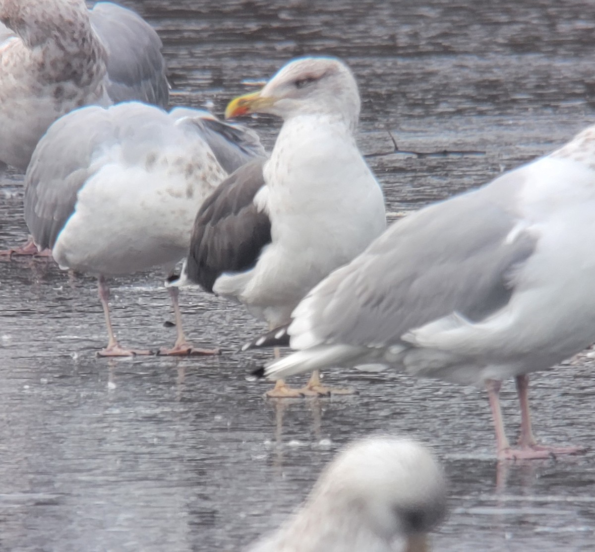 Lesser Black-backed Gull - ML613984889