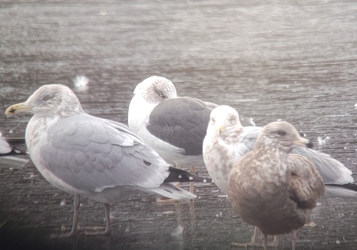 Lesser Black-backed Gull - ML613984890