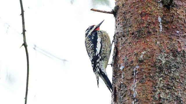 Yellow-bellied Sapsucker - ML613984899