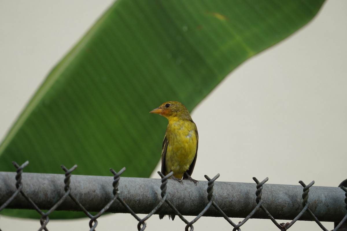 Western Tanager - ML613984926