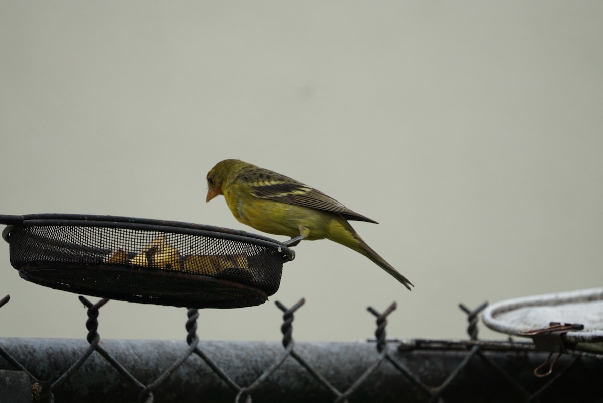 Western Tanager - ML613984927