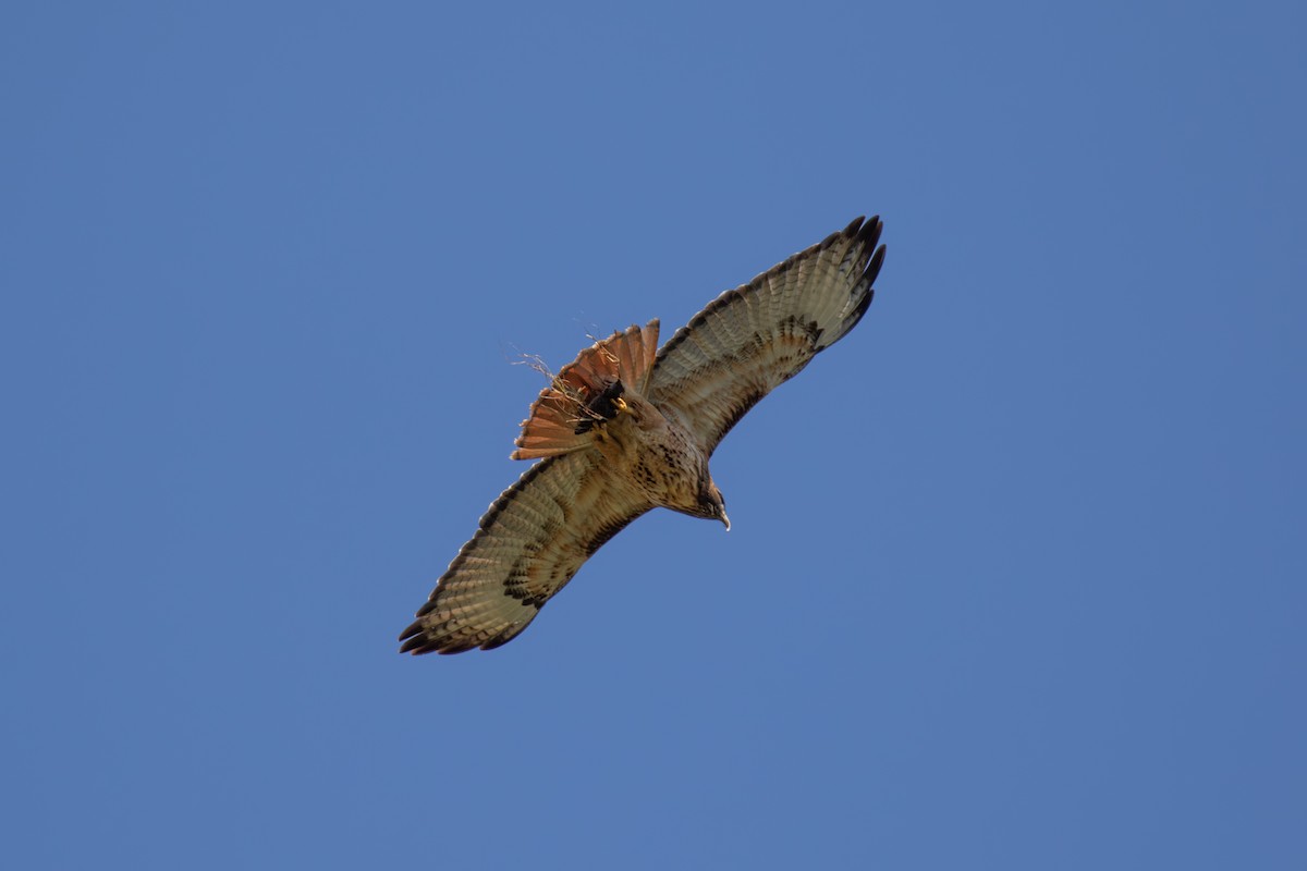 Red-tailed Hawk - ML613984981