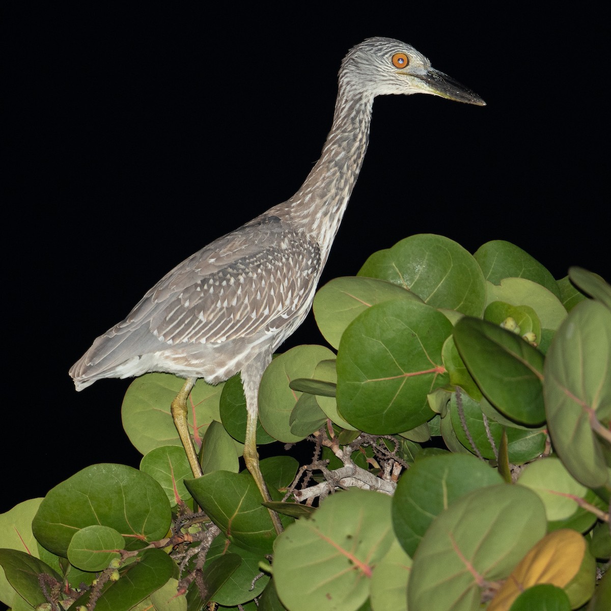 Yellow-crowned Night Heron - ML613985005