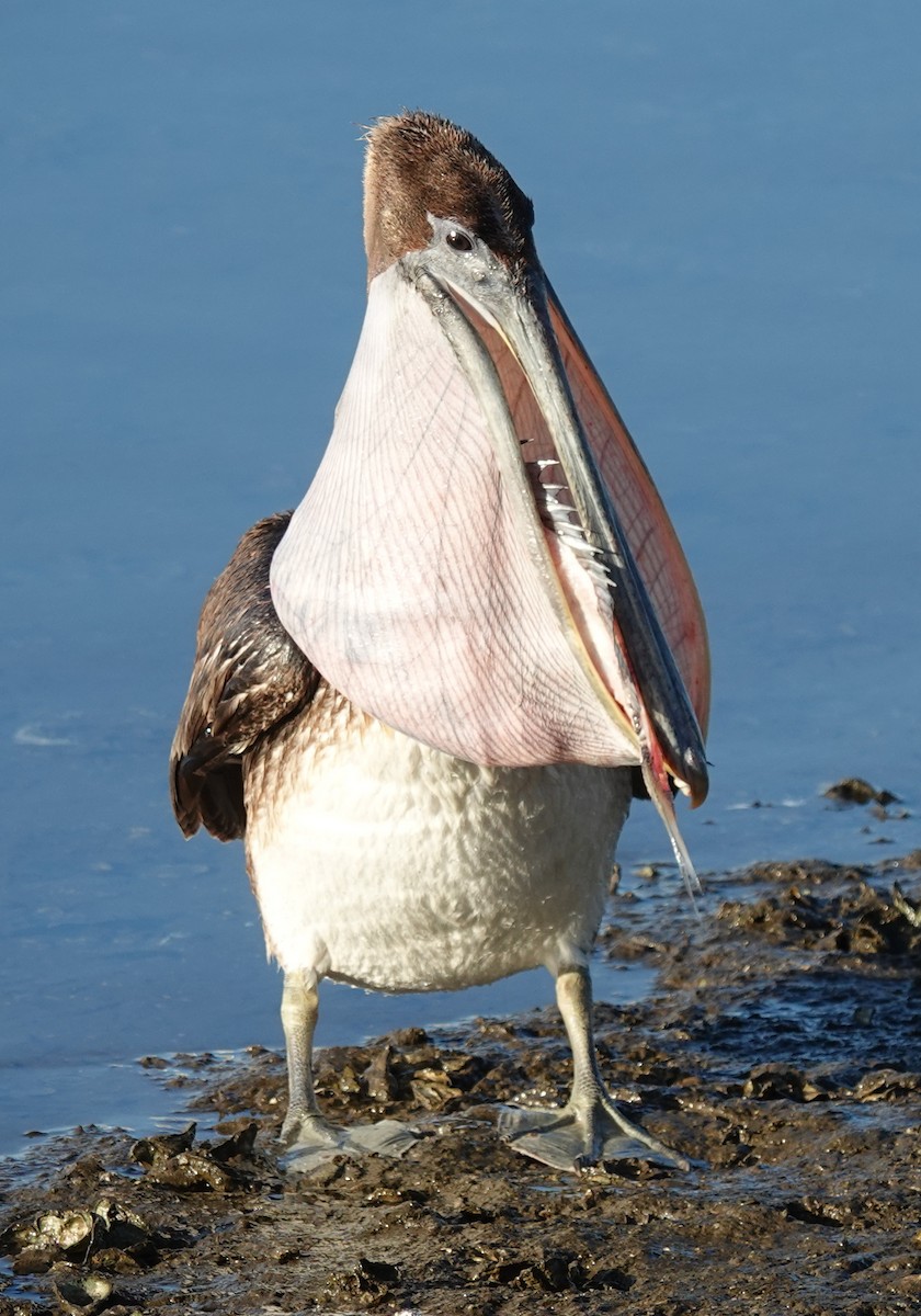 Brown Pelican - ML613985032