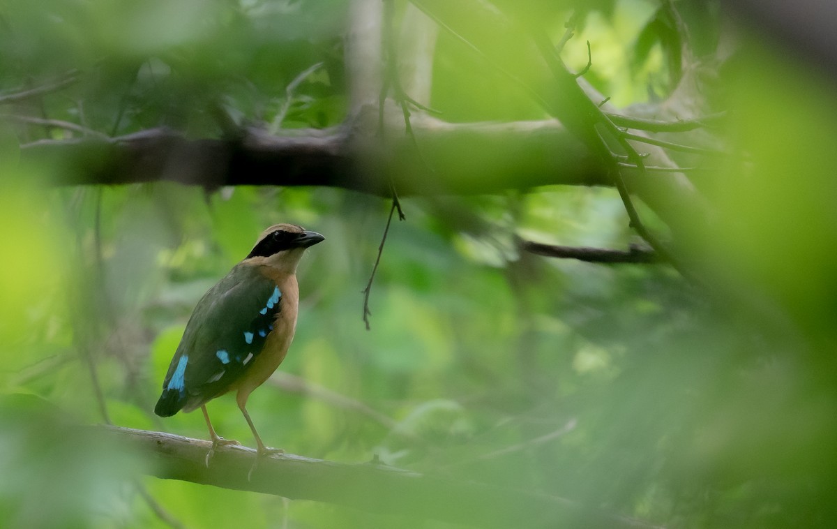 Brève d'Angola - ML613985033