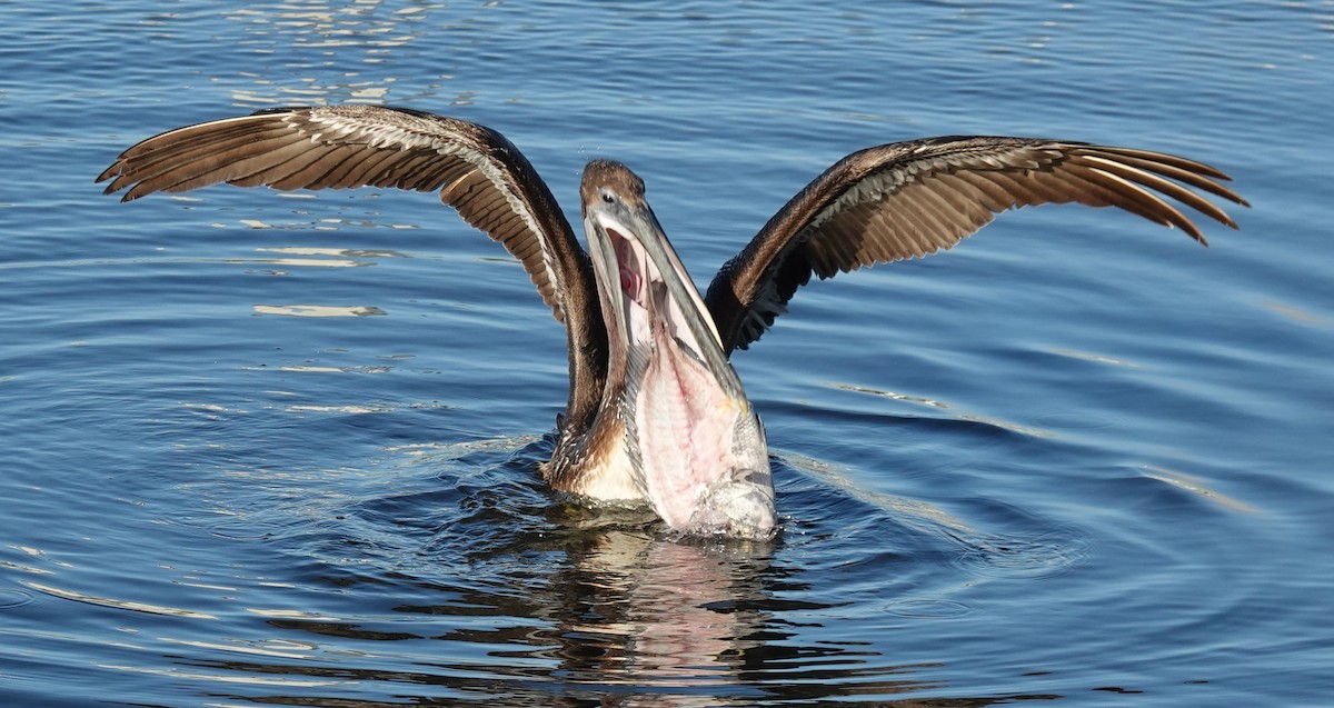 Brown Pelican - Lilian Saul