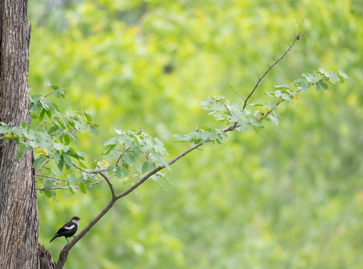 Traquet d'Arnot - ML613985047