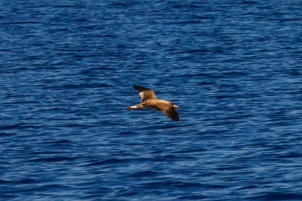 Cory's Shearwater - ML613985058