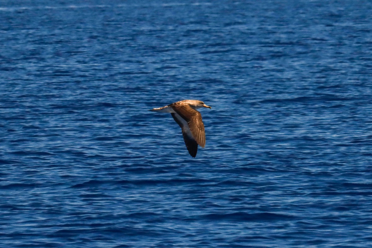 Cory's Shearwater - ML613985059