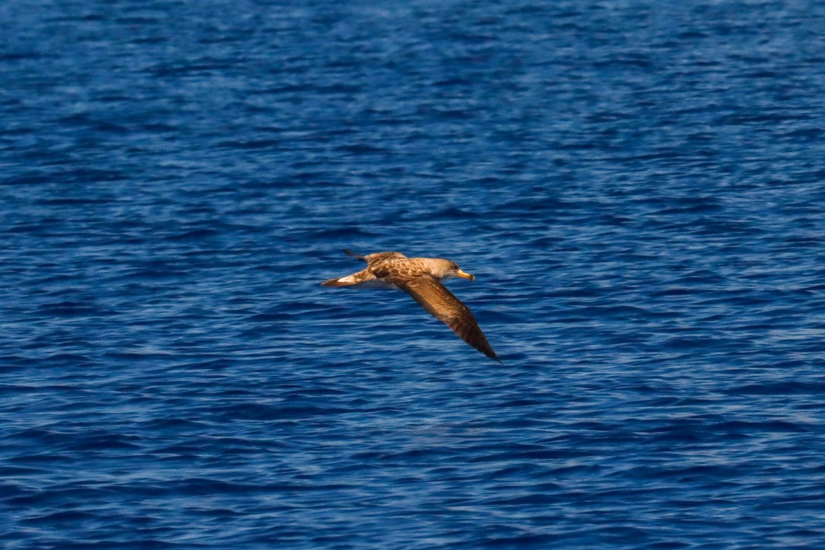 Cory's Shearwater - ML613985064