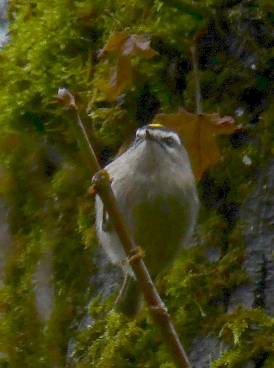 Golden-crowned Kinglet - ML613985167