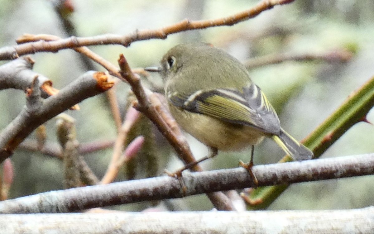 Ruby-crowned Kinglet - ML613985180