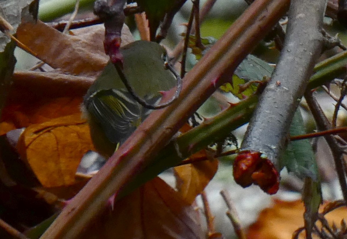 Ruby-crowned Kinglet - ML613985181