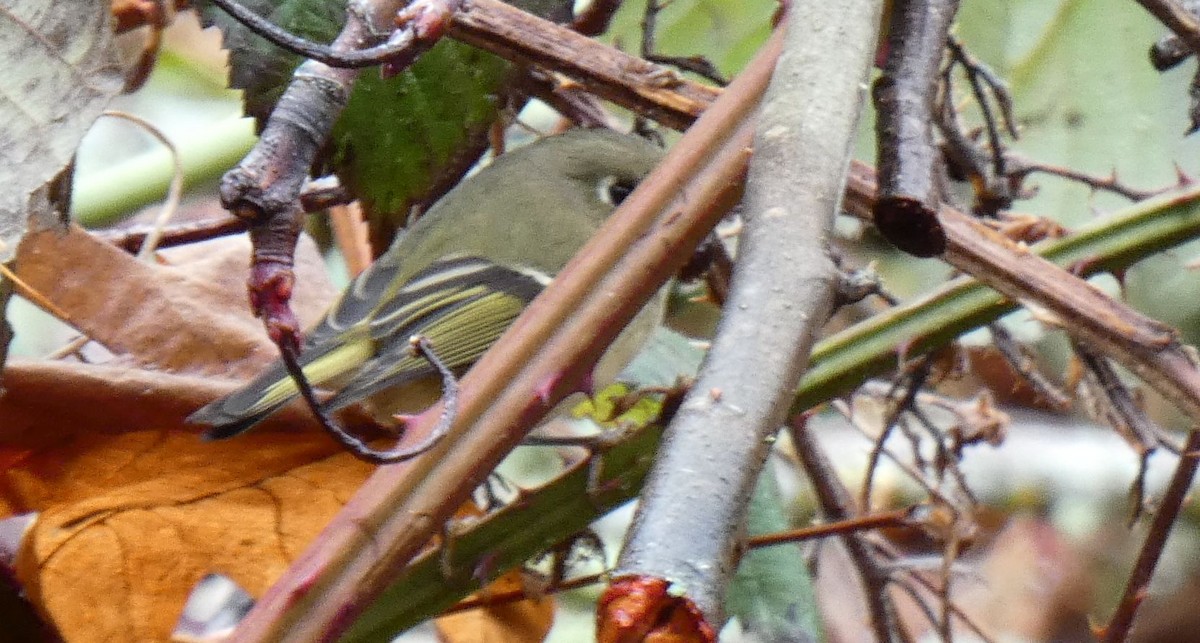 Ruby-crowned Kinglet - ML613985182