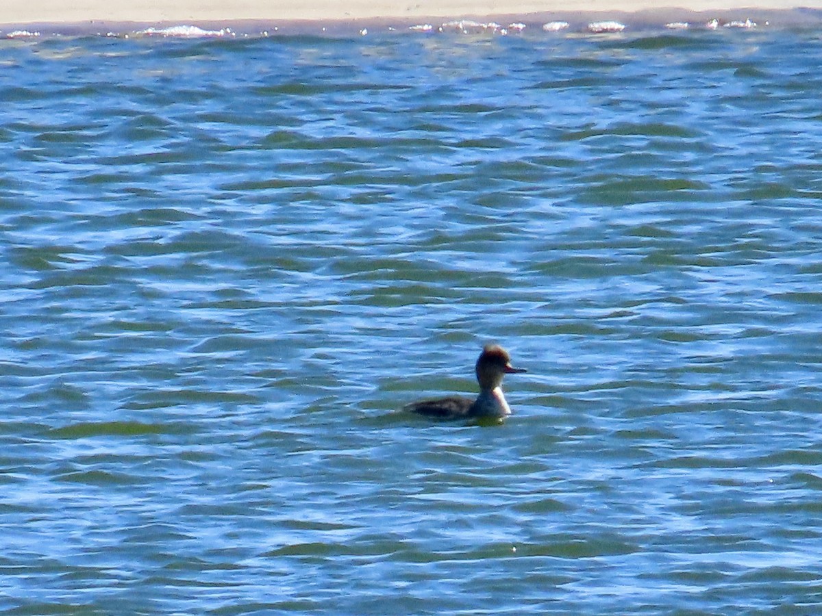 Red-breasted Merganser - Ron Bussian