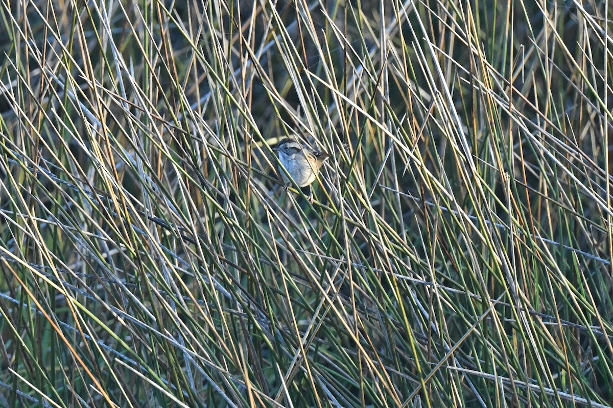 Swamp Sparrow - ML613985261