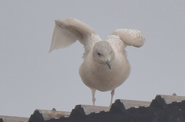 Iceland Gull - Steve Czyzycki