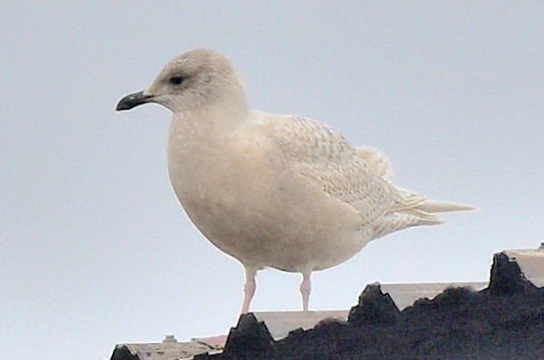 Iceland Gull - ML613985358