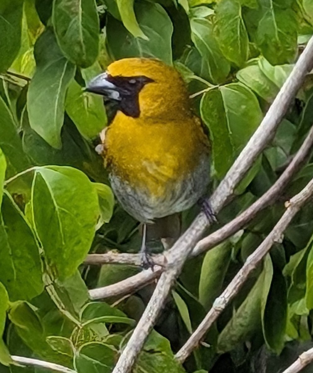 Black-faced Grosbeak - ML613985378