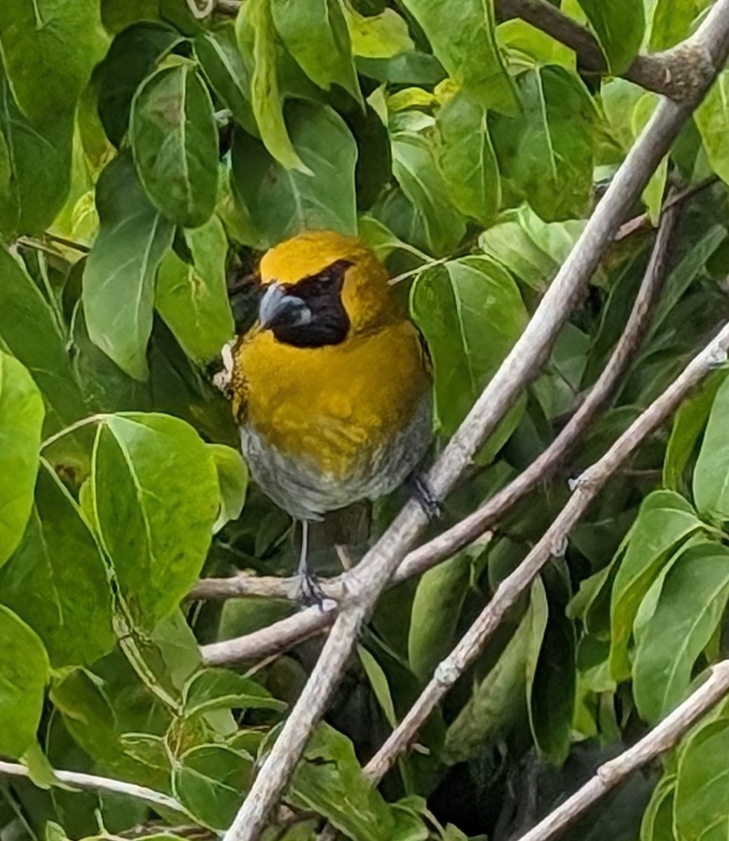 Black-faced Grosbeak - ML613985379