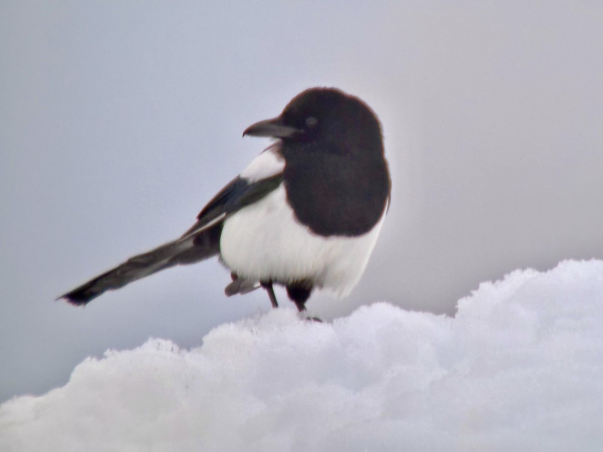 Black-billed Magpie - ML613985436