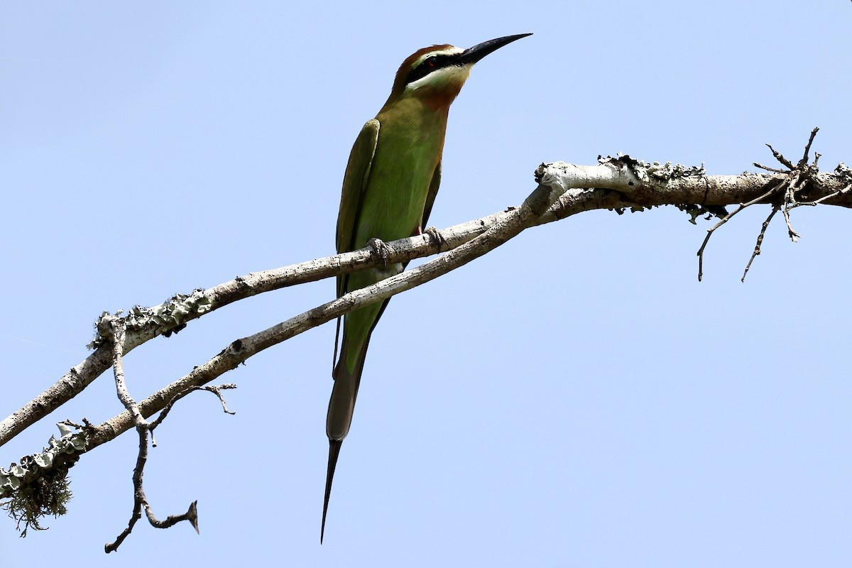 Madagascar Bee-eater - Jonathan Slifkin