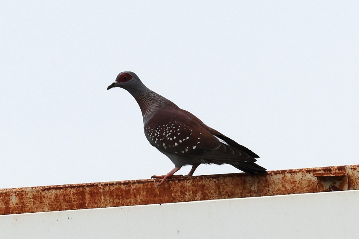 Speckled Pigeon - ML613985554