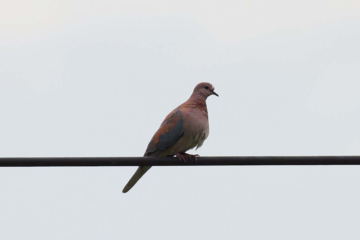 Laughing Dove - ML613985558