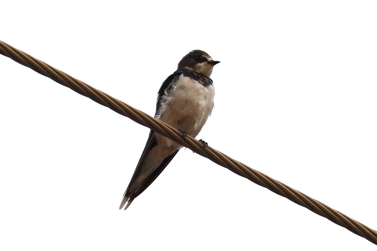 Barn Swallow - ML613985571