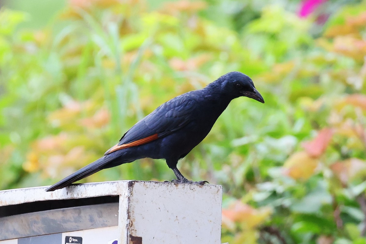 Red-winged Starling - ML613985575